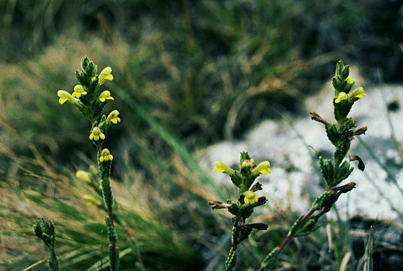 Neobartsia diffusa photo 3