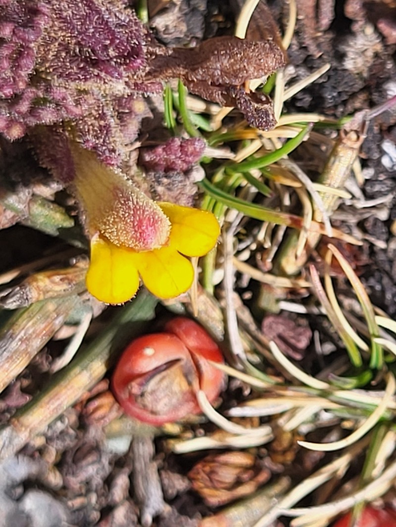 Neobartsia diffusa photo 4