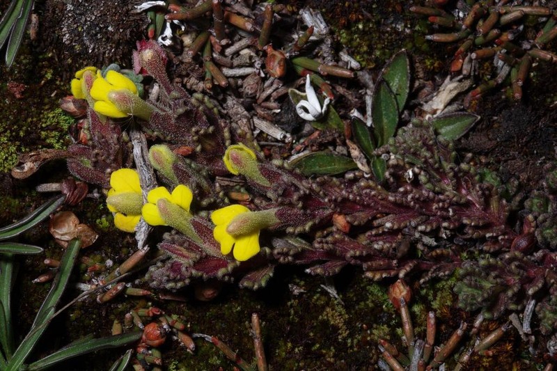 Neobartsia diffusa photo 5