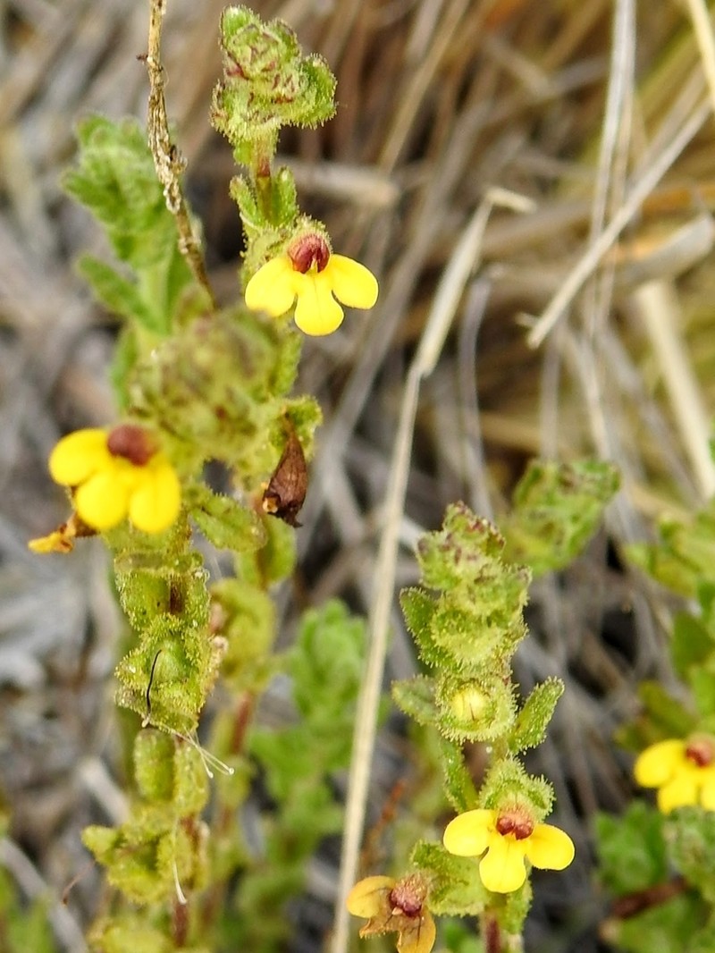 Neobartsia diffusa photo 6