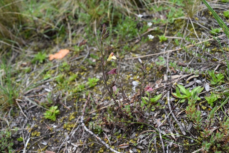 Neobartsia diffusa photo 7
