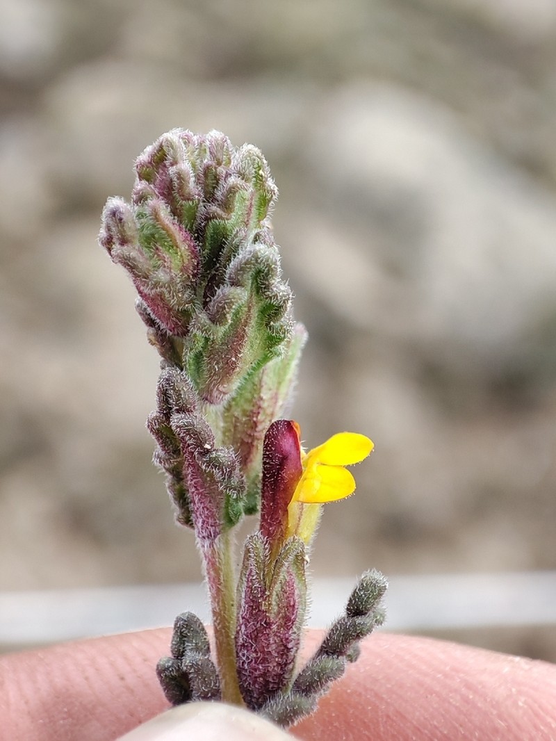 Neobartsia diffusa photo 8