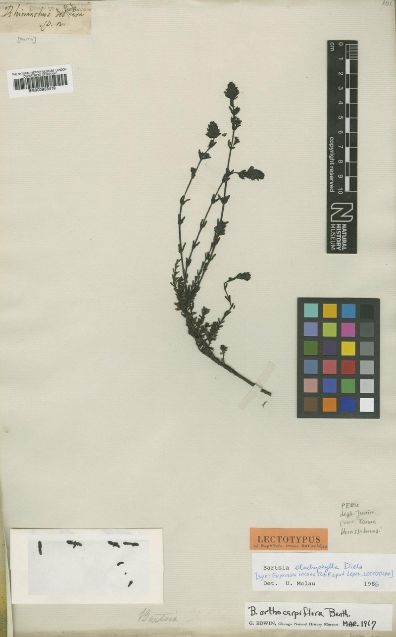Neobartsia elachophylla