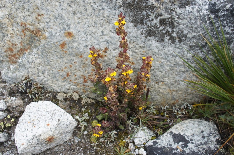 Neobartsia elongata