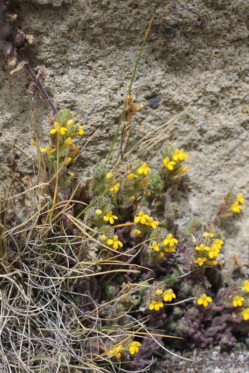 Neobartsia elongata photo 2