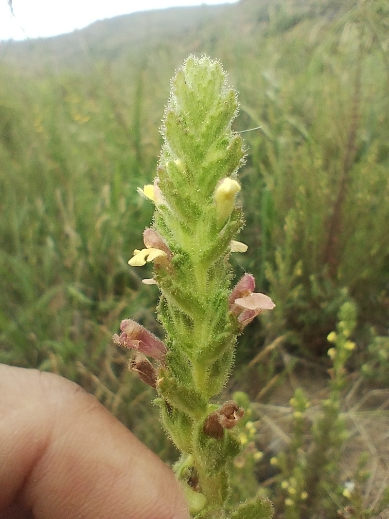 Neobartsia elongata photo 3