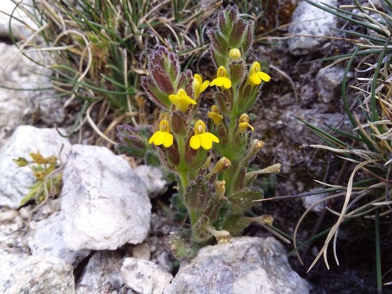 Neobartsia elongata photo 4