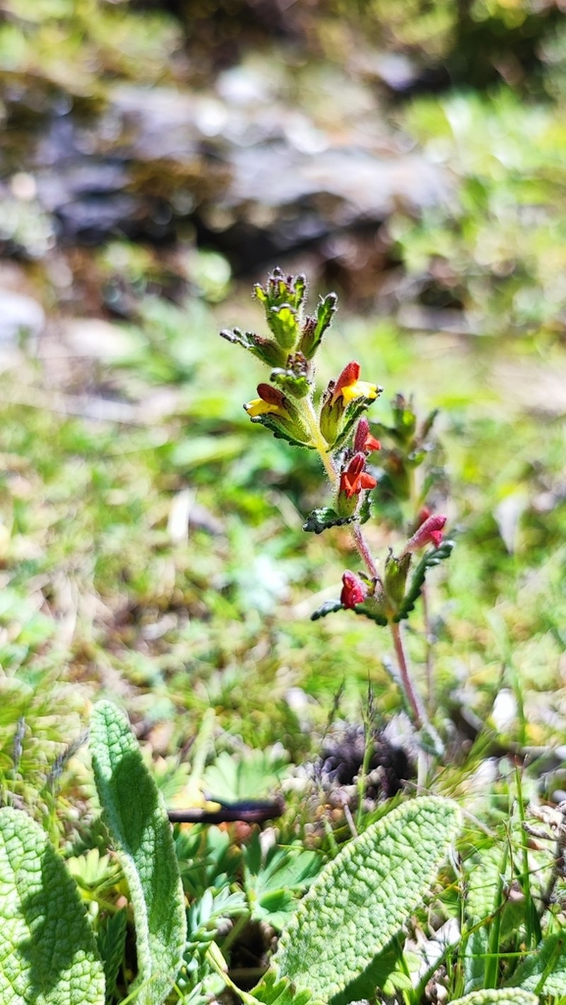 Neobartsia elongata photo 5