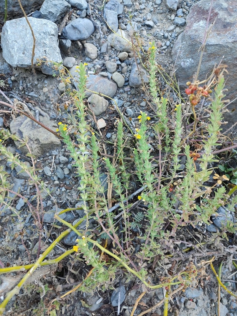 Neobartsia elongata photo 6