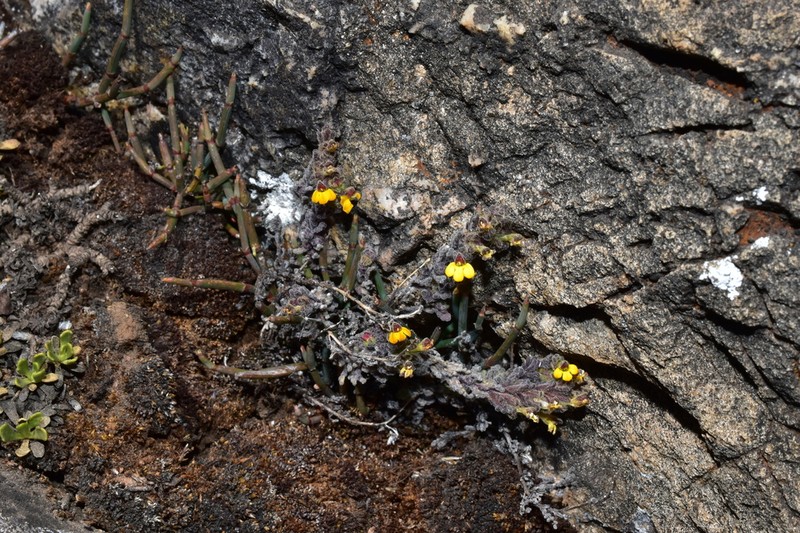 Neobartsia elongata photo 7
