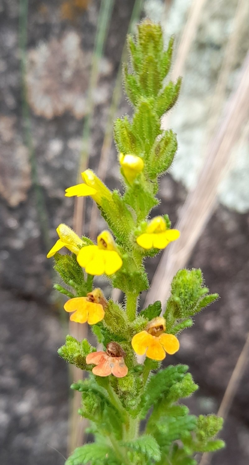 Neobartsia elongata photo 8