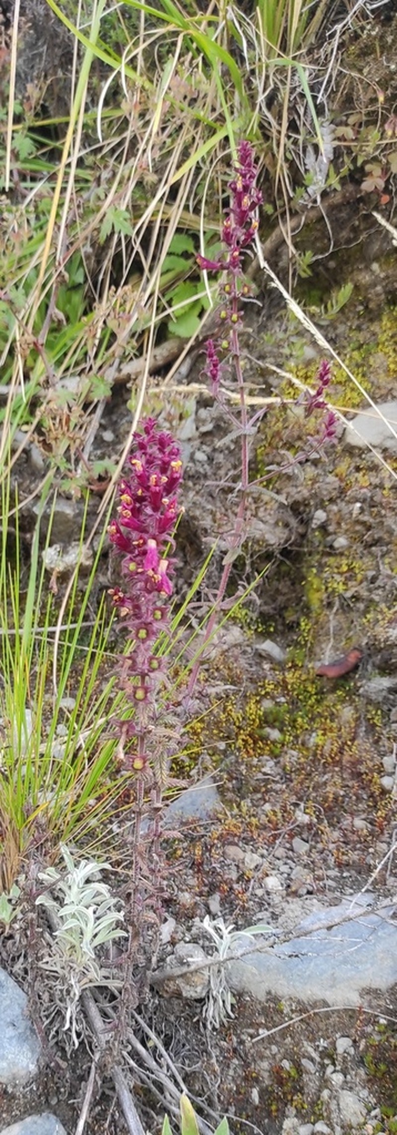Neobartsia filiformis