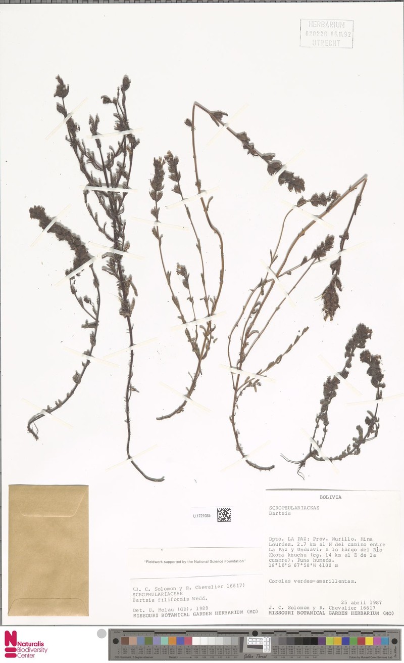Neobartsia filiformis photo 2