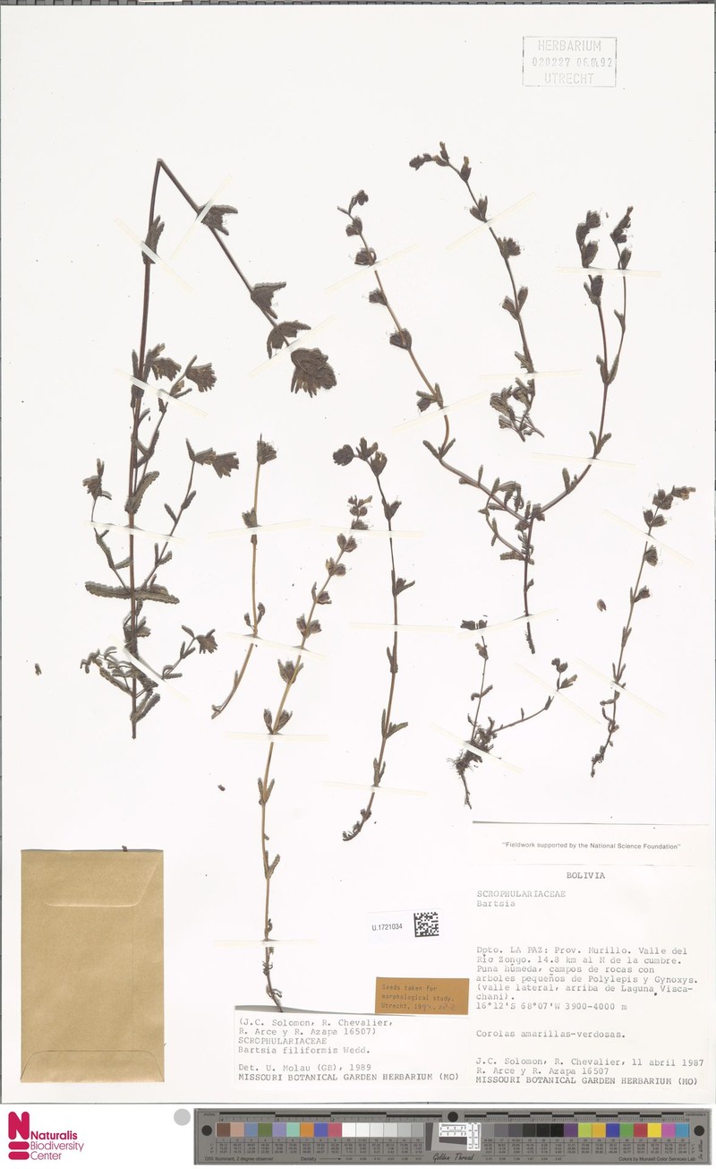 Neobartsia filiformis photo 3