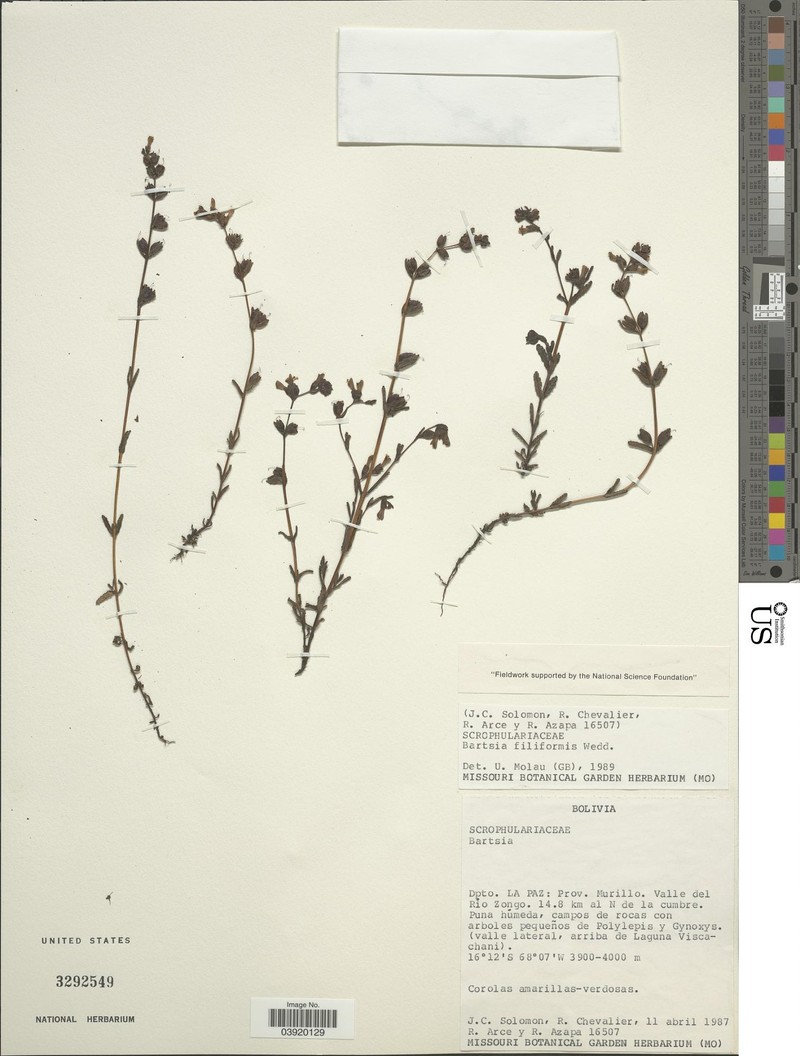 Neobartsia filiformis photo 4