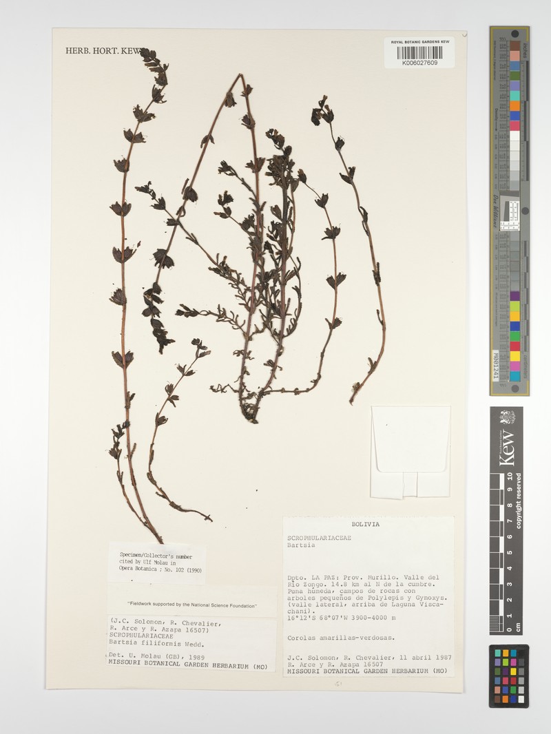 Neobartsia filiformis photo 5