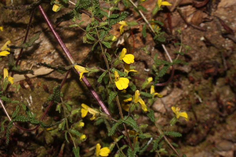 Neobartsia flava