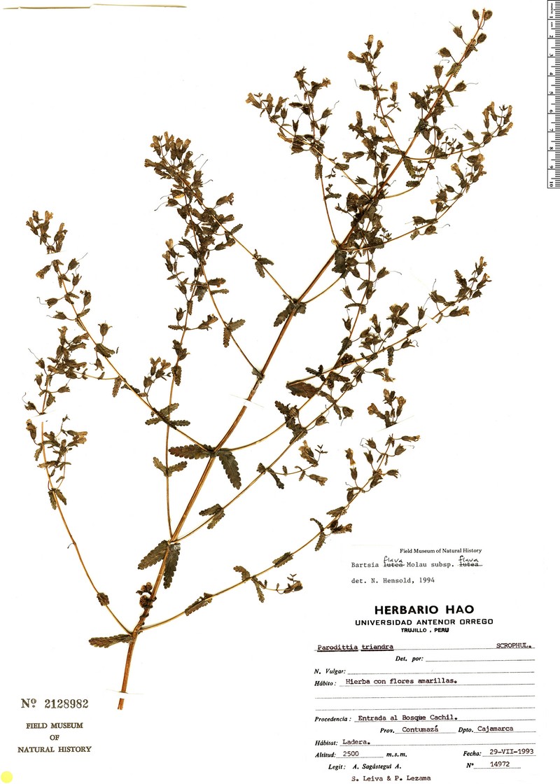 Neobartsia flava photo 2