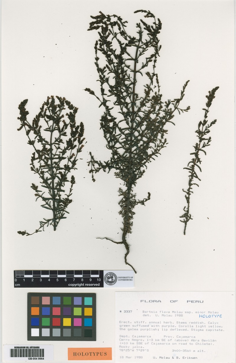 Neobartsia flava photo 3