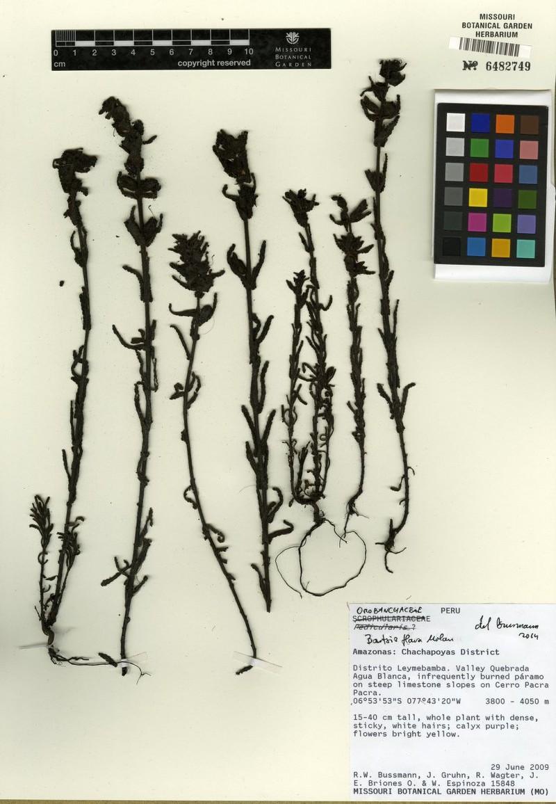 Neobartsia flava subsp. flava
