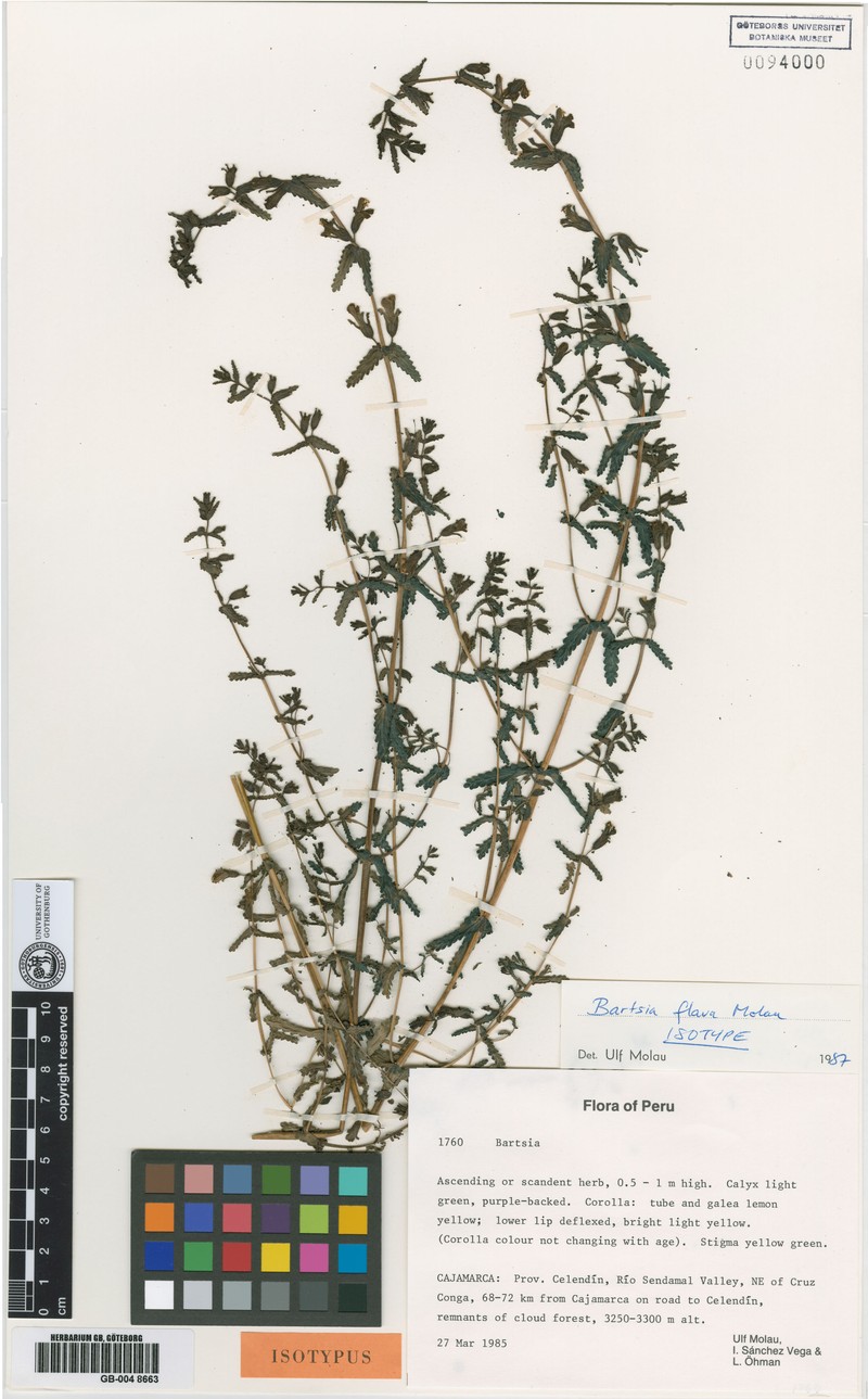 Neobartsia flava subsp. flava photo 3