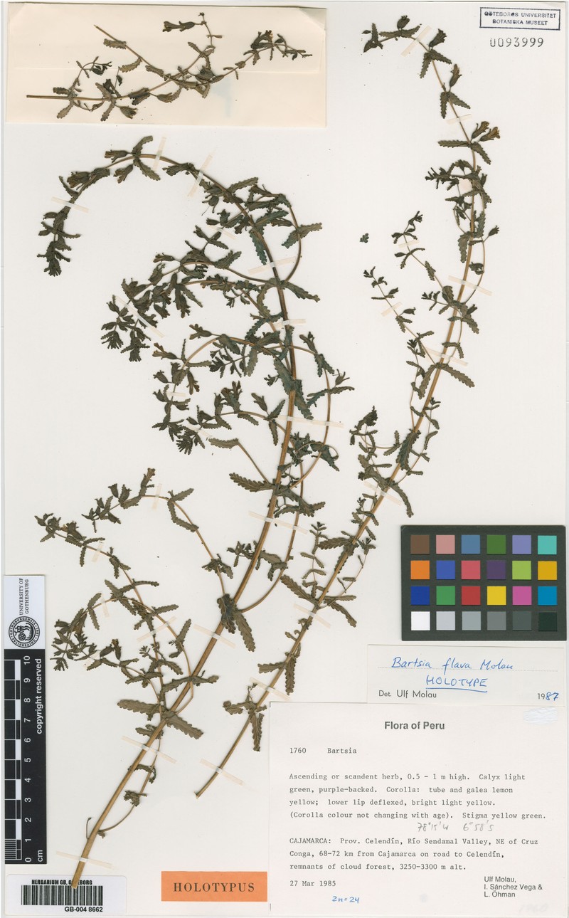 Neobartsia flava subsp. flava photo 4