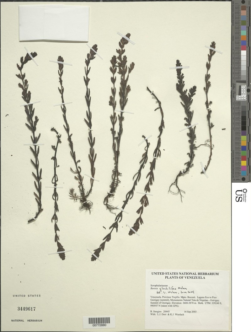 Neobartsia glandulifera