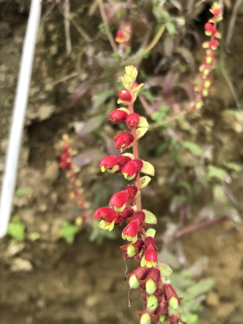 Neobartsia inaequalis