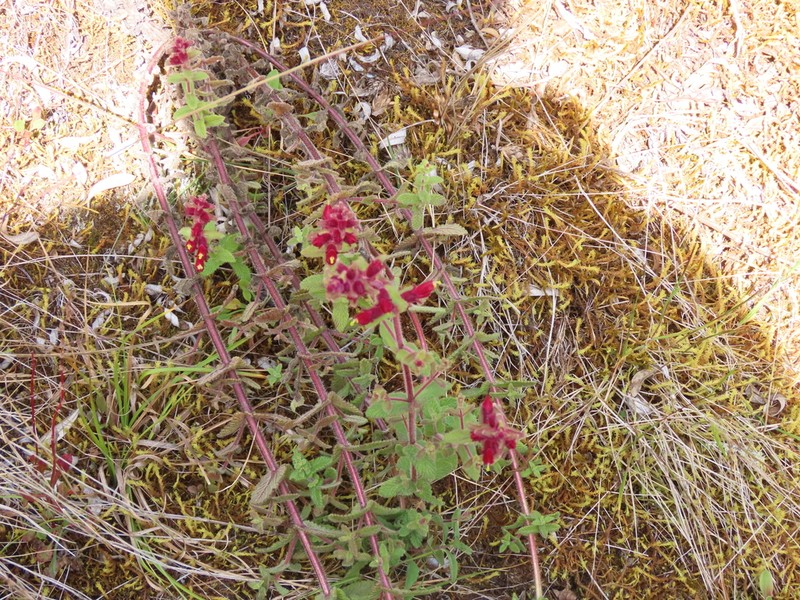 Neobartsia inaequalis photo 2