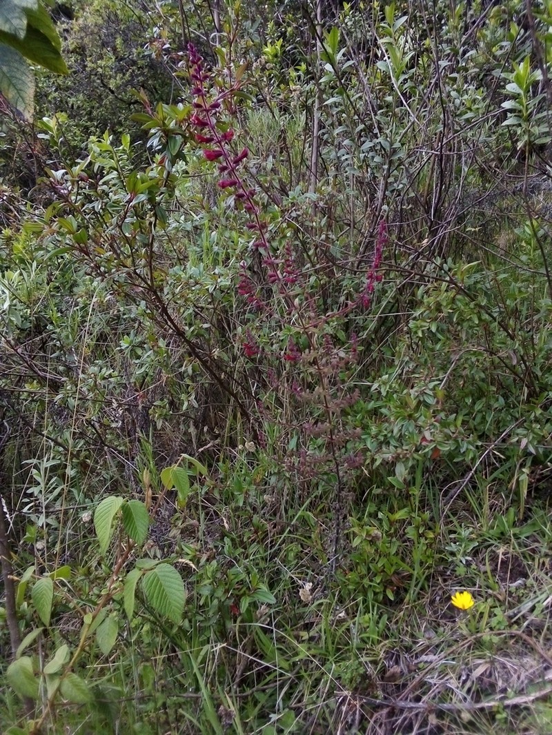Neobartsia inaequalis photo 3