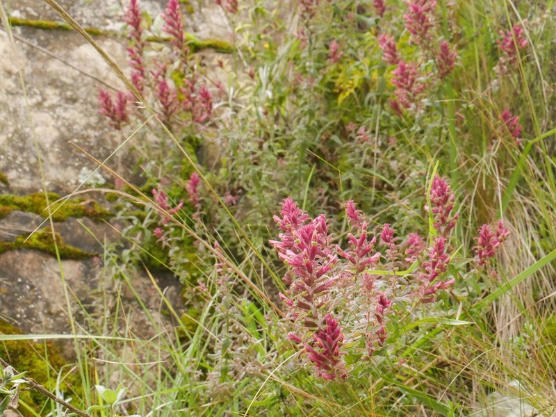 Neobartsia inaequalis photo 4