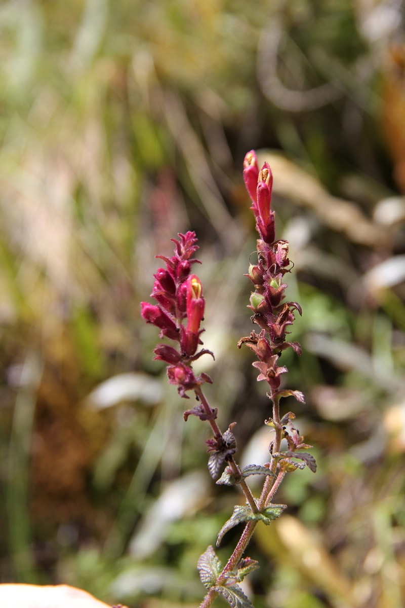 Neobartsia inaequalis photo 5