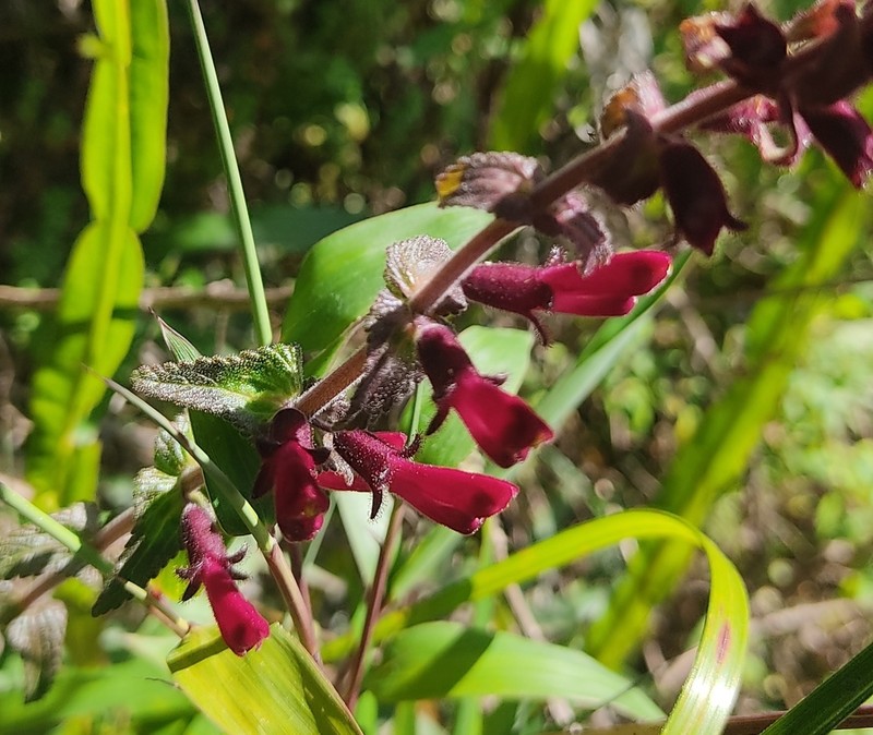 Neobartsia inaequalis photo 6
