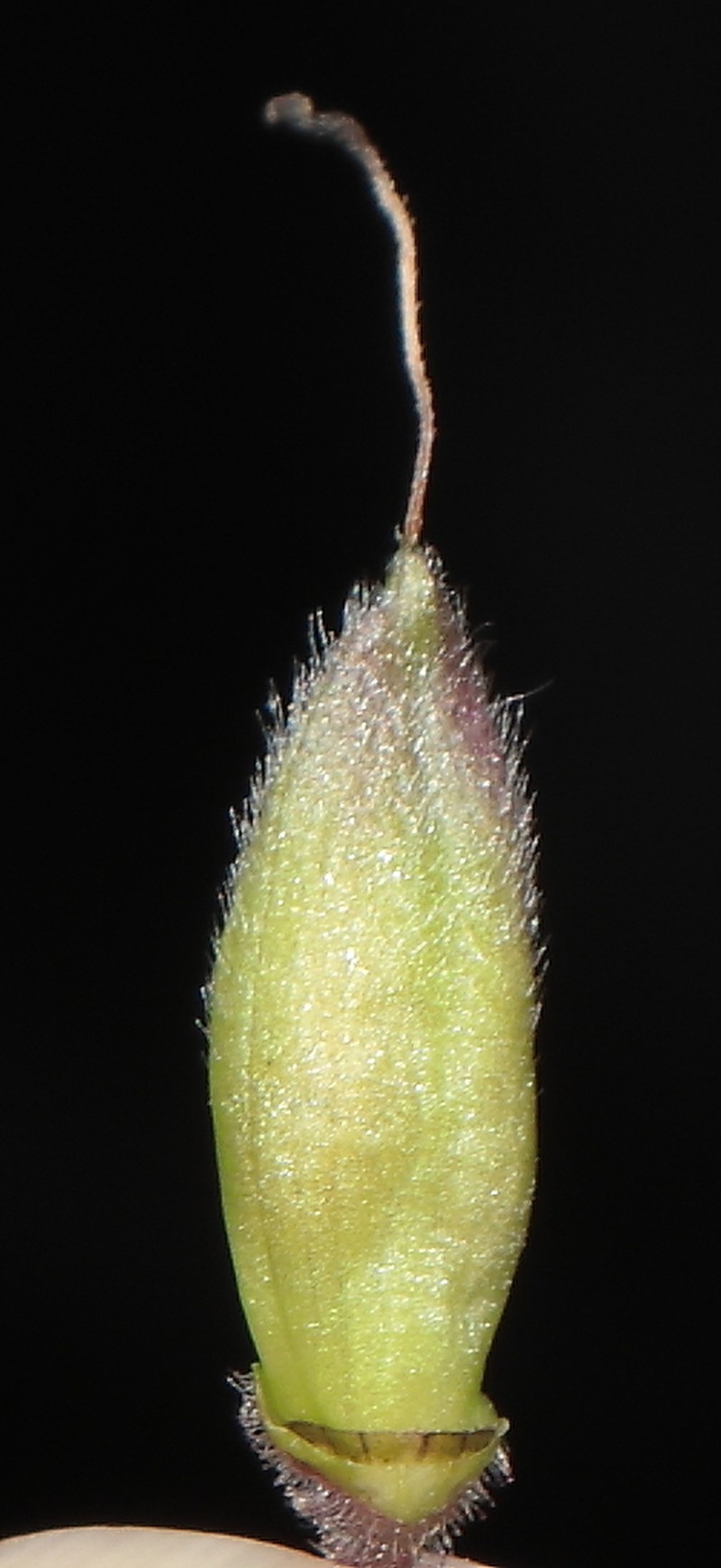 Neobartsia inaequalis photo 7
