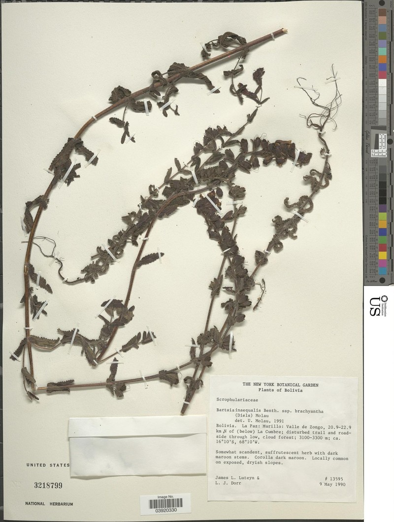 Neobartsia inaequalis subsp. brachyantha photo 2