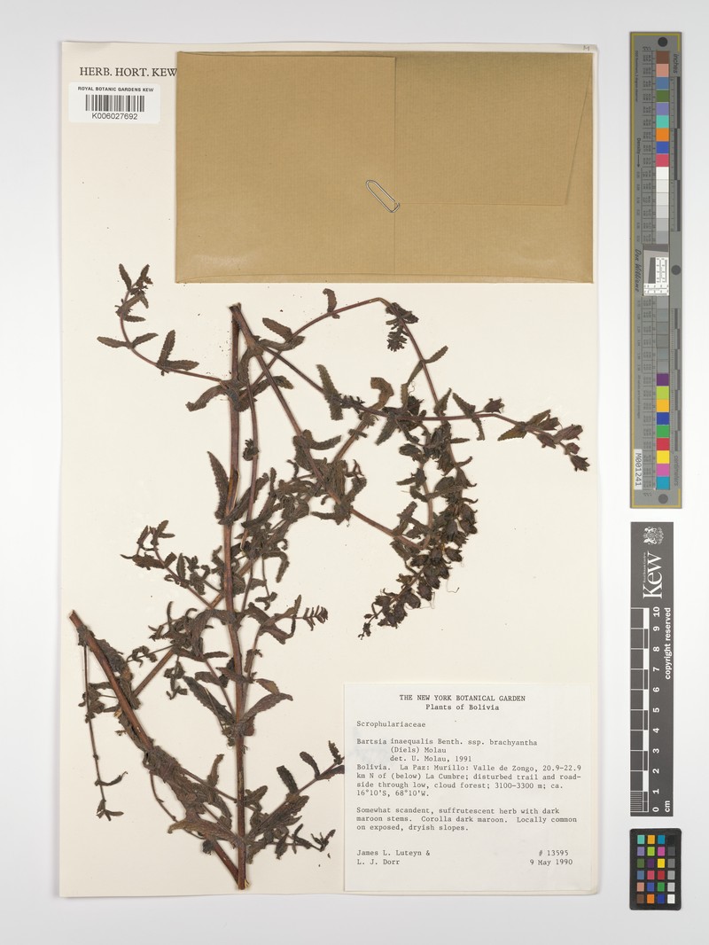 Neobartsia inaequalis subsp. brachyantha photo 3