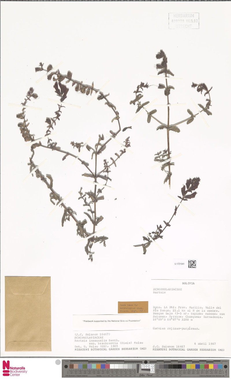 Neobartsia inaequalis subsp. brachyantha photo 4