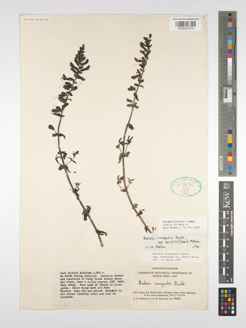 Neobartsia inaequalis subsp. duripilis photo 2
