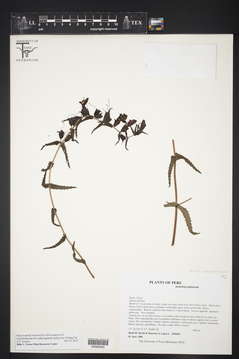 Neobartsia inaequalis subsp. inaequalis
