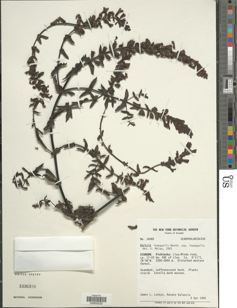 Neobartsia inaequalis subsp. inaequalis photo 2