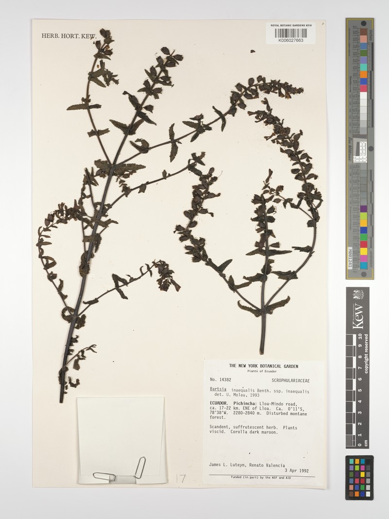 Neobartsia inaequalis subsp. inaequalis photo 3