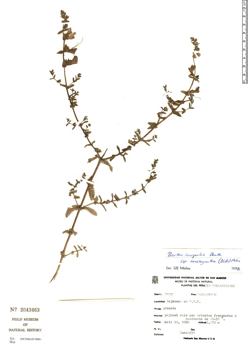 Neobartsia inaequalis subsp. inaequalis photo 4