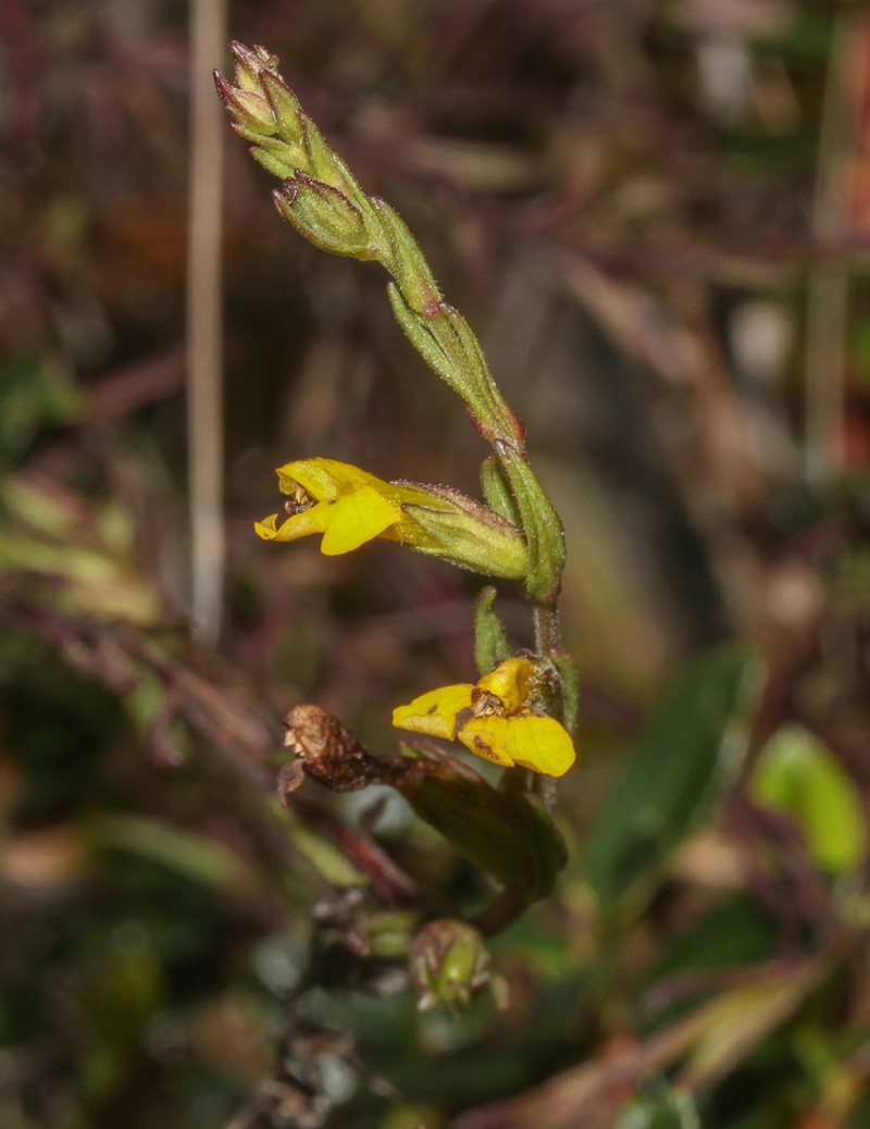 Neobartsia integrifolia