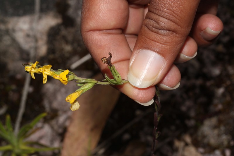 Neobartsia integrifolia photo 2