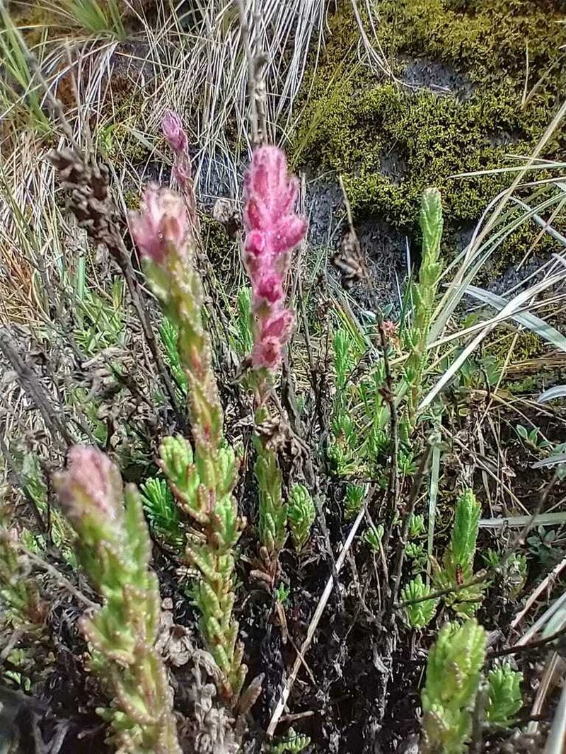 Neobartsia laniflora