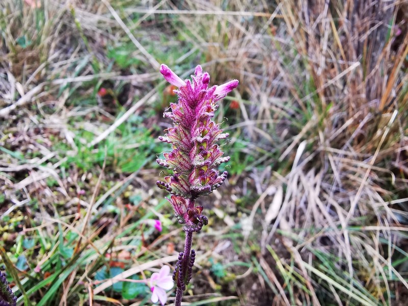 Neobartsia laniflora photo 2