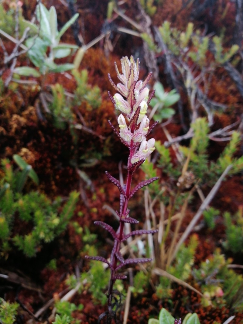 Neobartsia laniflora photo 3