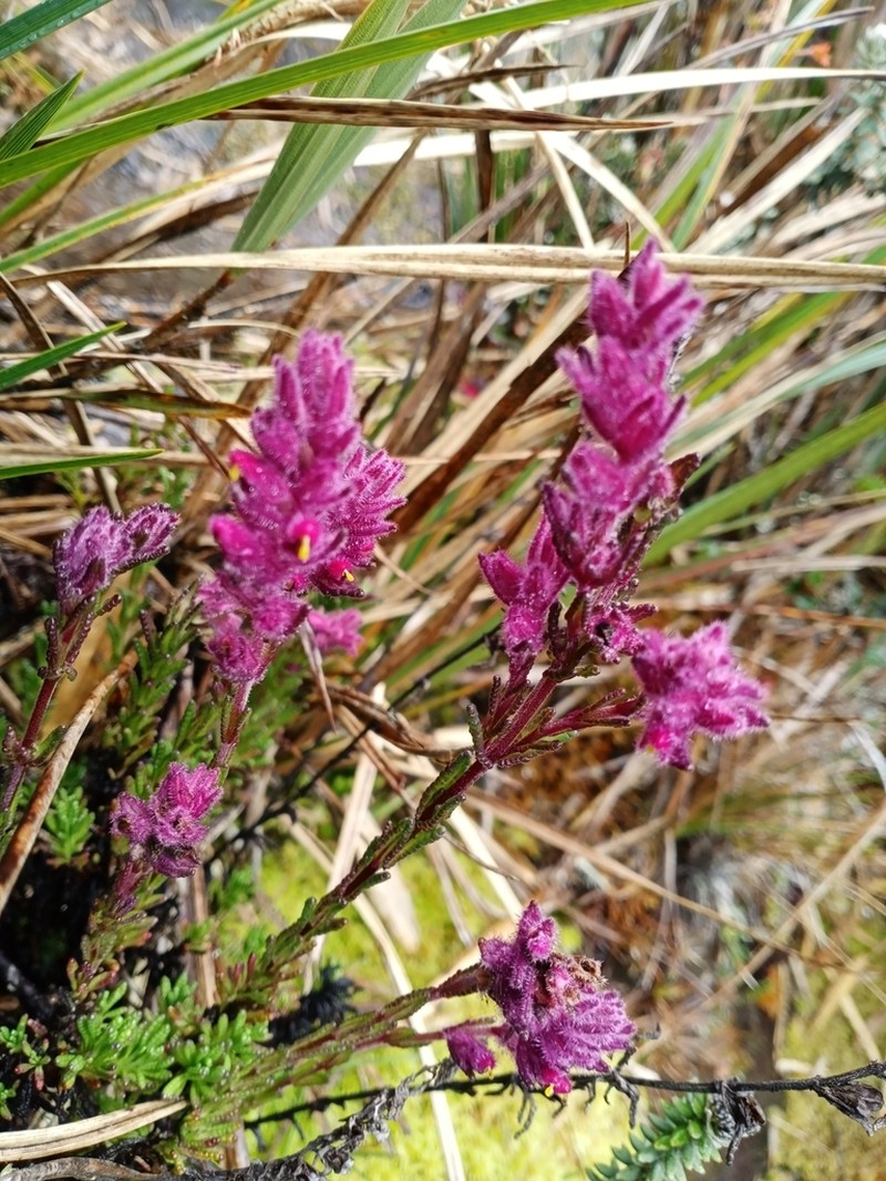 Neobartsia laniflora photo 5