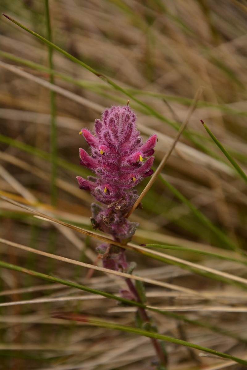 Neobartsia laniflora photo 6
