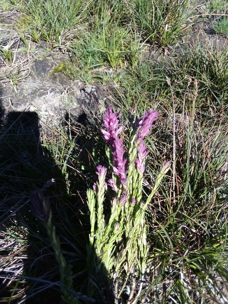 Neobartsia laniflora photo 8